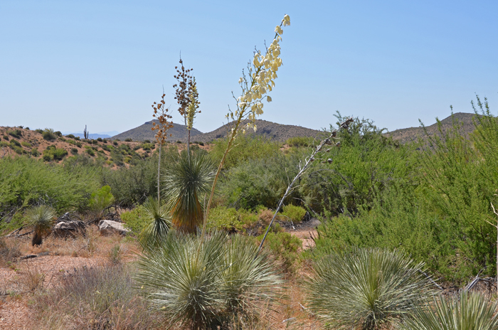 Soaptree Yucca or Palmella is a large native perennial tree or large shrub that may grow up to 20 feet or more tall. The plants bloom from May to June. Yucca elata 